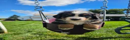 Bernese Mountain Dog dogs for sale: Ty - Ad 1