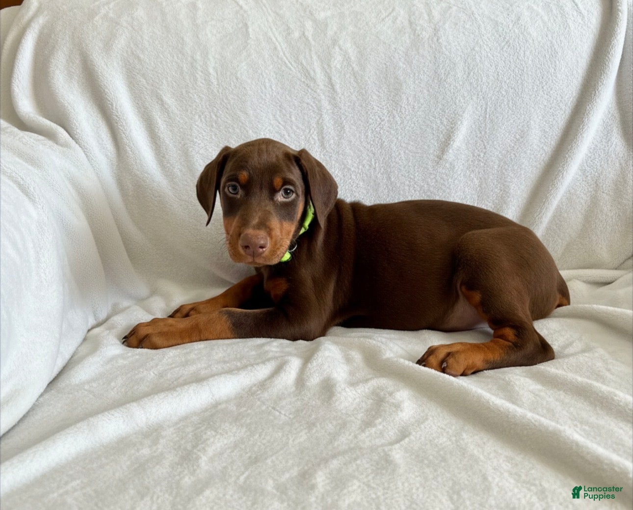 Doberman Pinscher dogs Val-NOT AMISH  - Ad 4