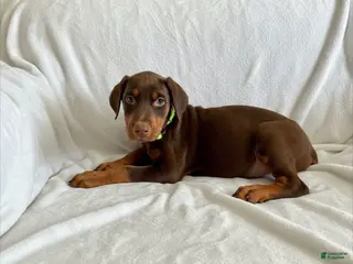 Doberman Pinscher dogs Val-NOT AMISH - Ad 4