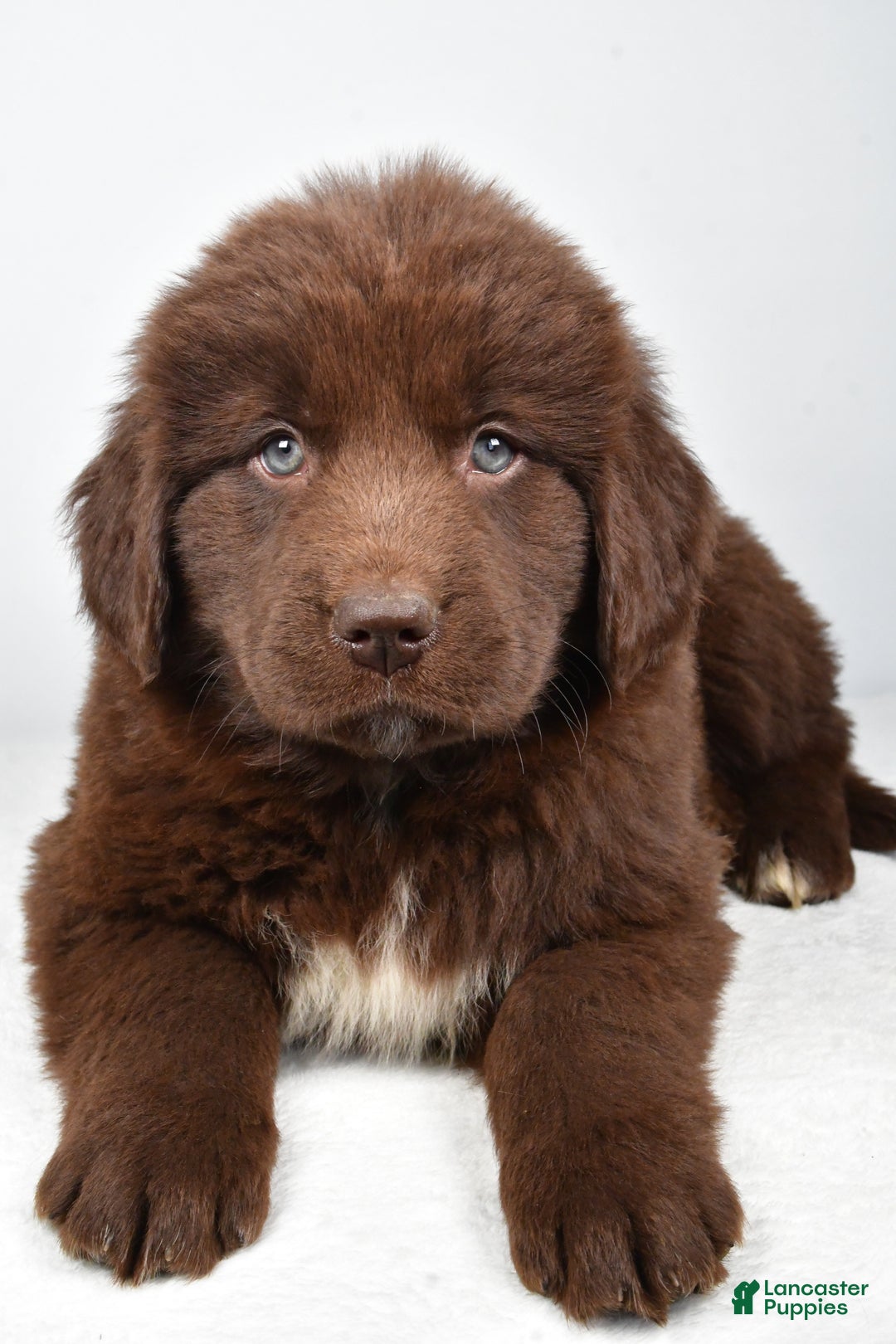Newfoundland dogs for sale: Harper - Ad 9