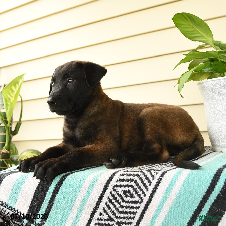 Belgian Malinois dogs Zuri - Ad 1