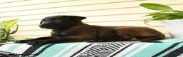 Belgian Malinois dogs for sale: Zuri - Ad 1