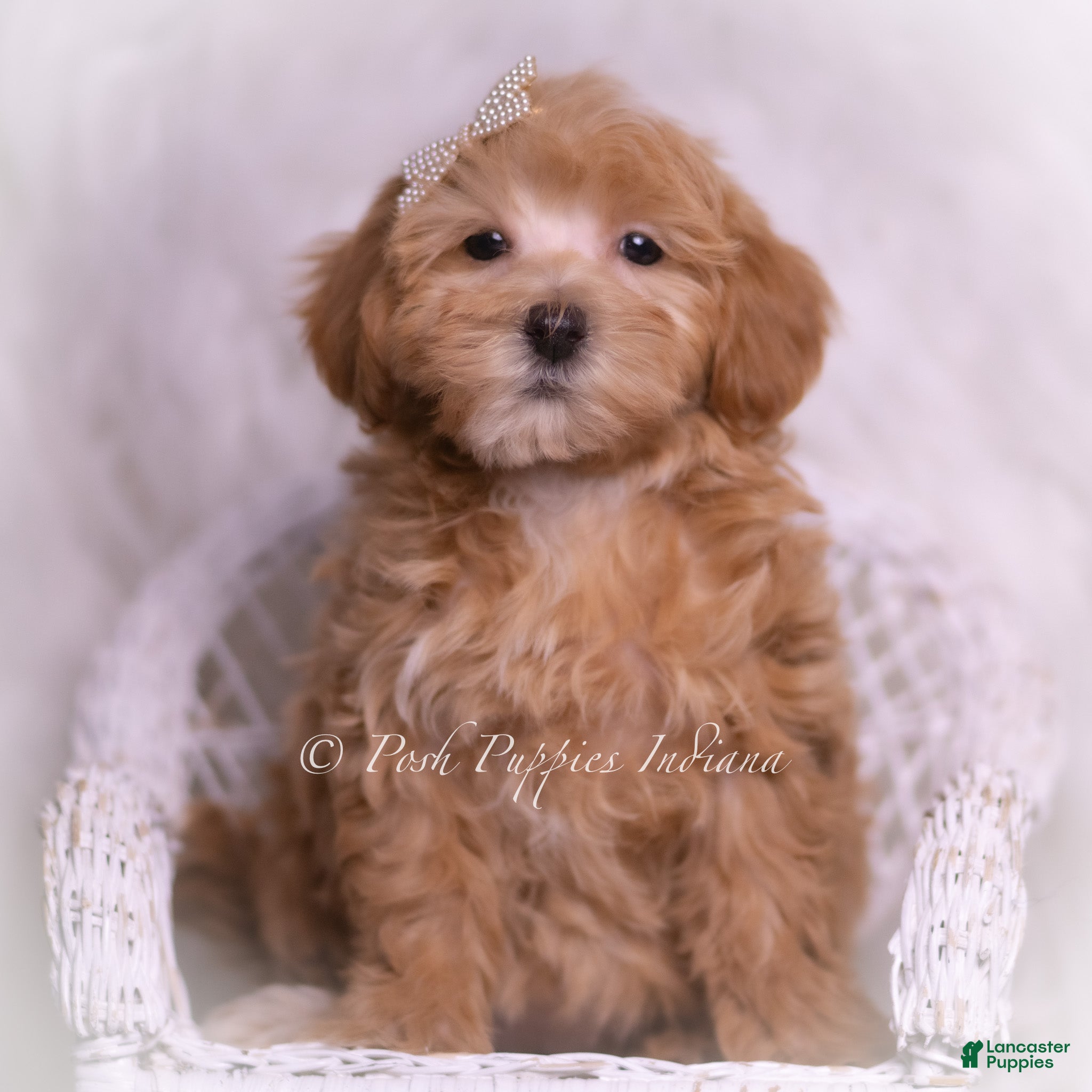 Maltipoo dogs Tiana - Ad 27