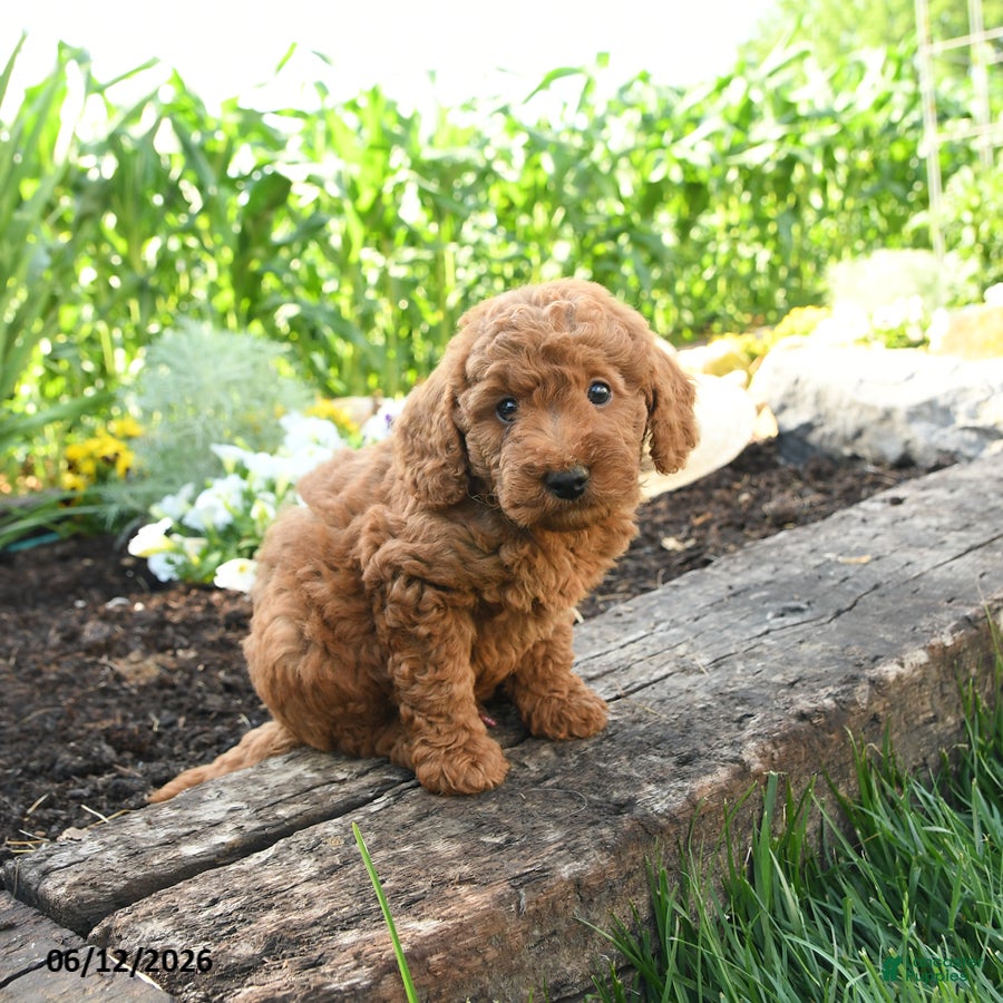 Miniature Poodle dogs Chase - Ad 2