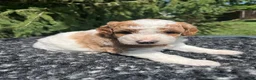 Mini Goldendoodle dogs for sale: Russel - Ad 6