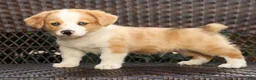 Welsh Corgi Pembroke dogs for sale: Boone - Ad 7