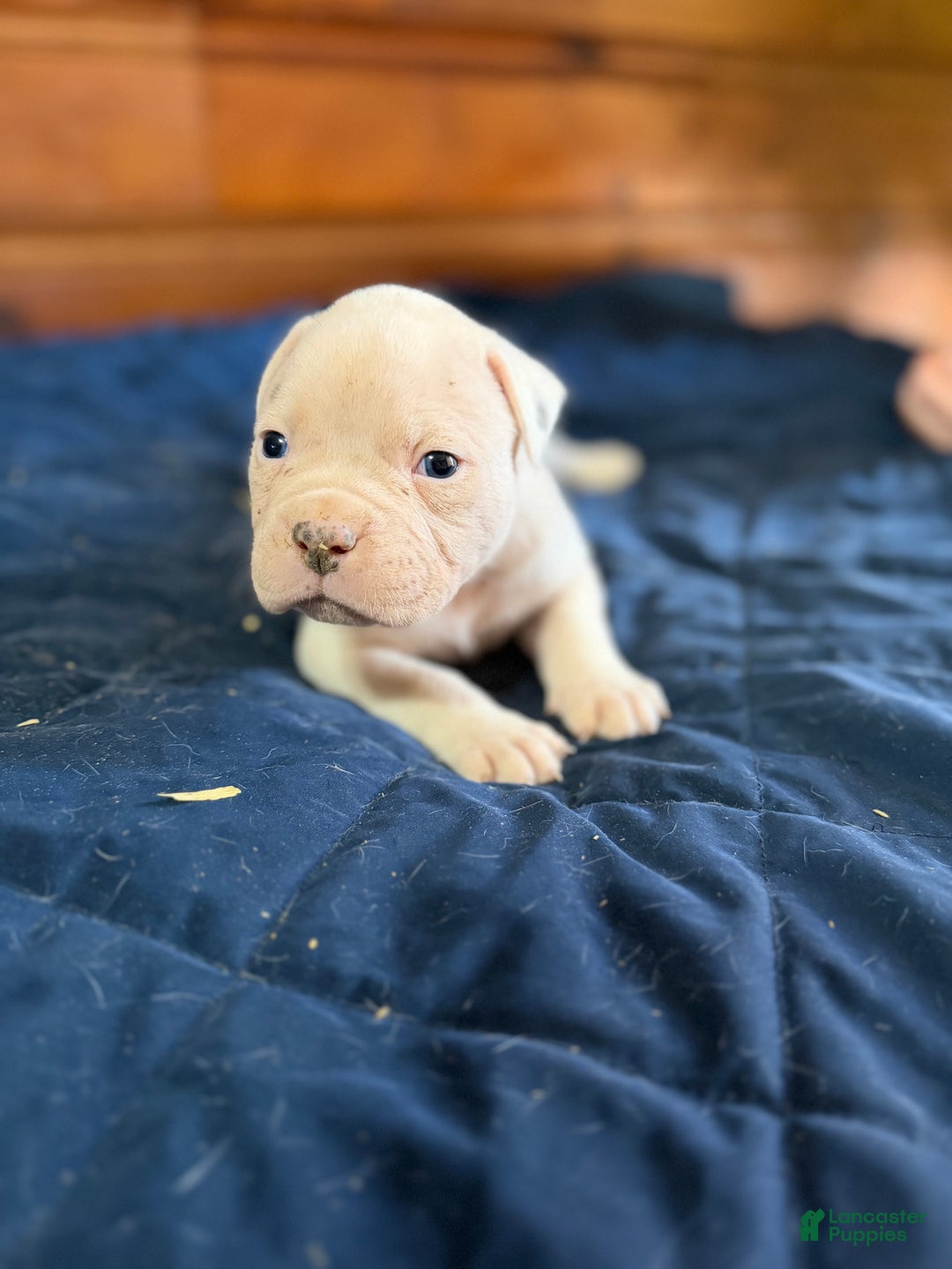 American Bulldog dogs for sale: Tank - Ad 2