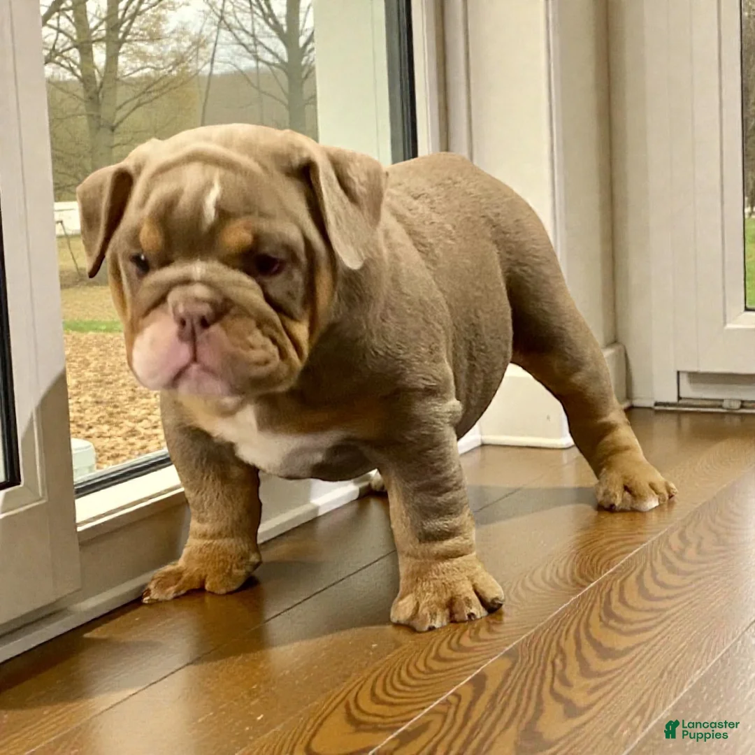 English Bulldog dogs for sale: Ellie - Ad 2