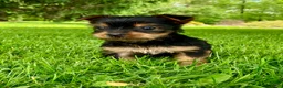 Yorkshire Terrier dogs for sale: Amelia  - Ad 5