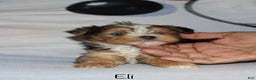 Yorkshire Terrier dogs for sale: Eli - blue merle parti - Ad 6