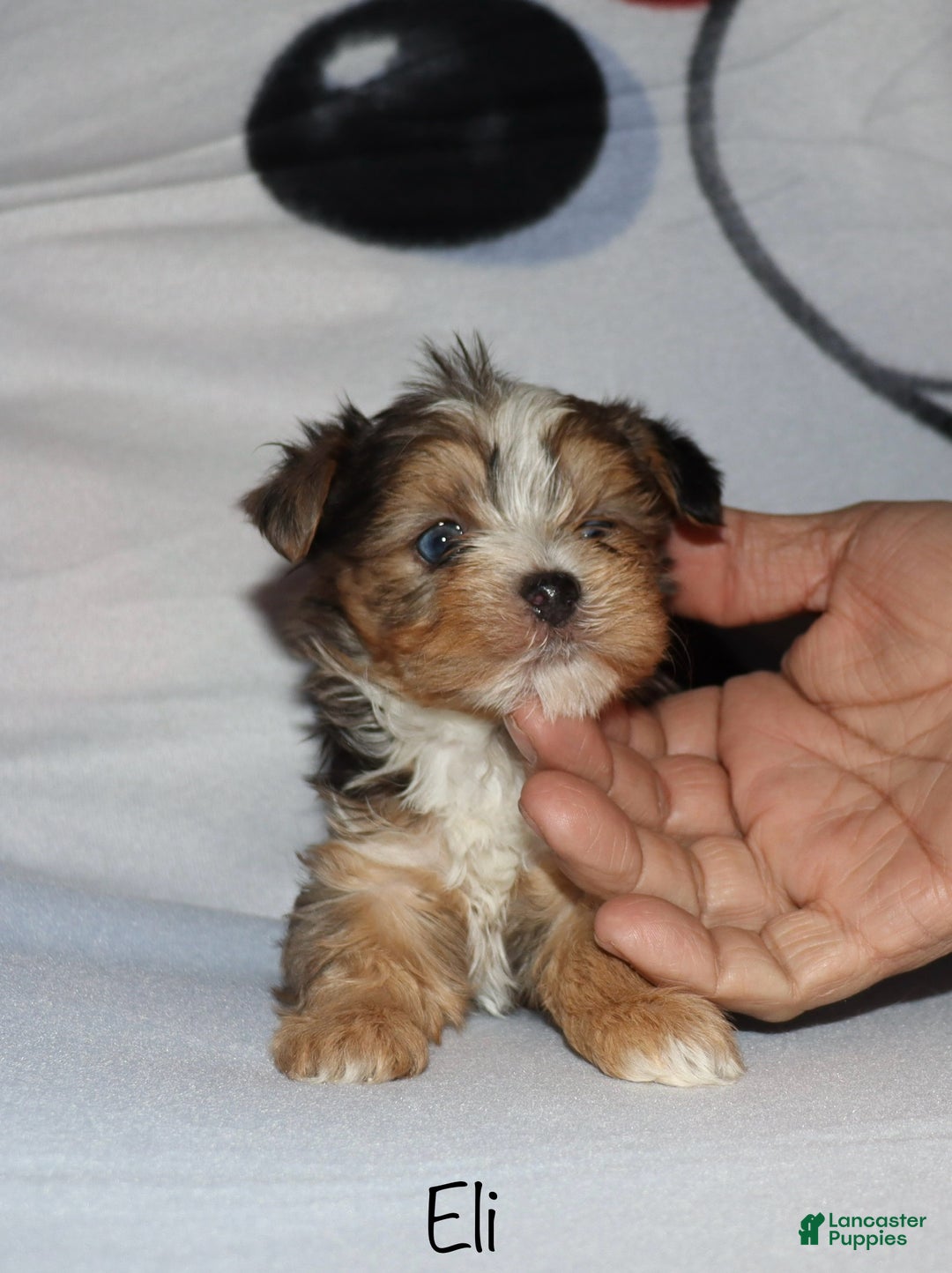 Yorkshire Terrier dogs for sale: Eli - blue merle parti - Ad 6