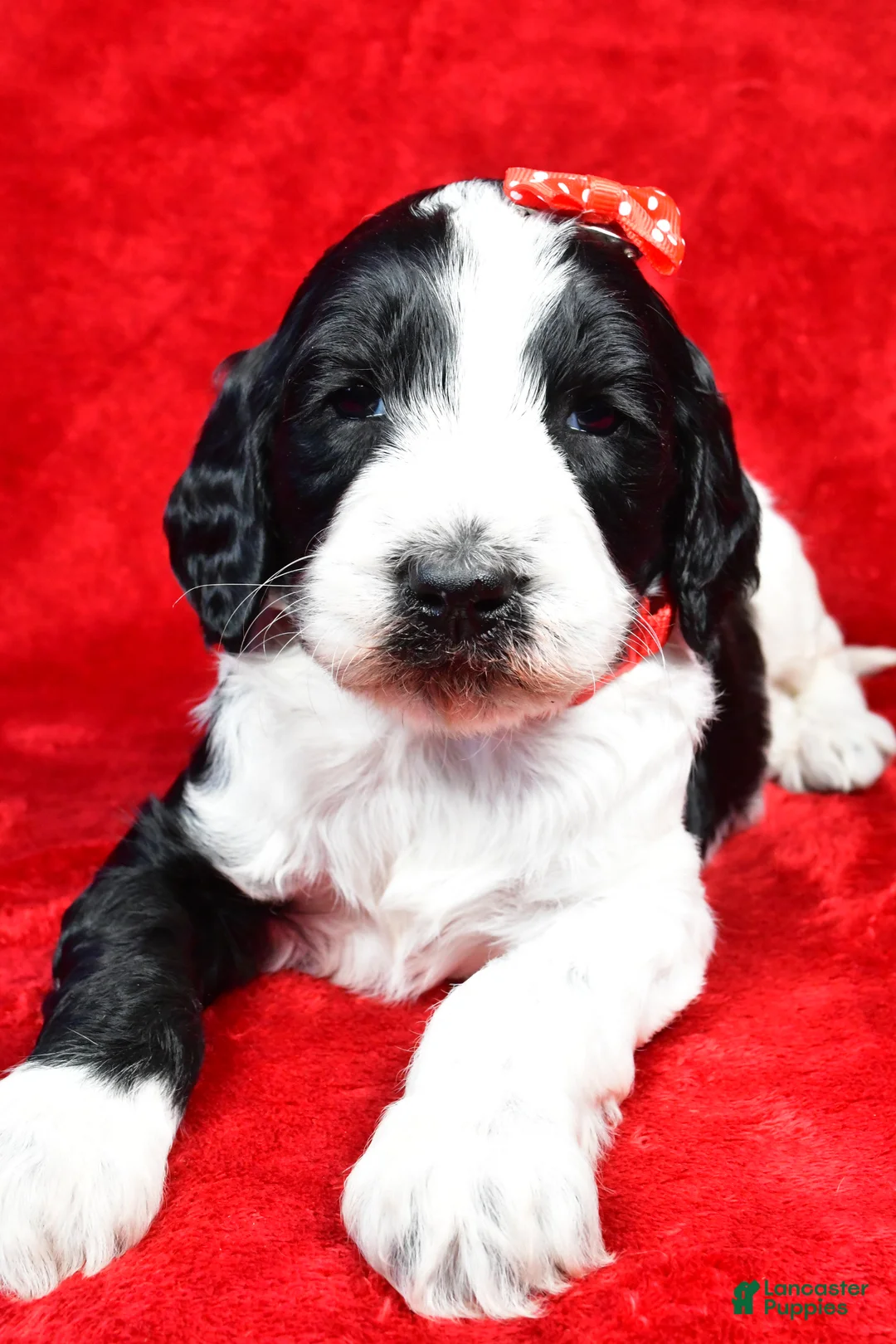 Standard Poodle dogs for sale: Forrest - Ad 4