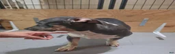 American Bully dogs for sale: American Bully 3 female - Ad 4