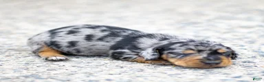 Colt Miniature Dachshund Puppy 