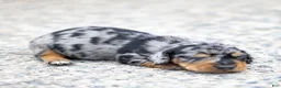 Miniature Dachshund dogs for sale: Colt Miniature Dachshund Puppy  - Ad 1