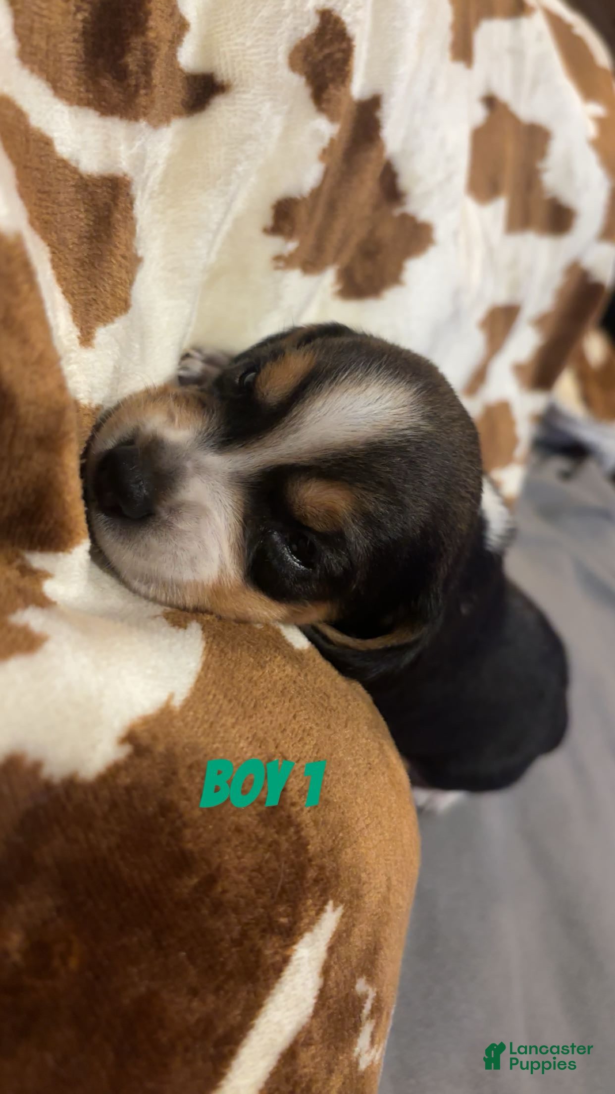 Beagle dogs Beagle 1 - Ad 36