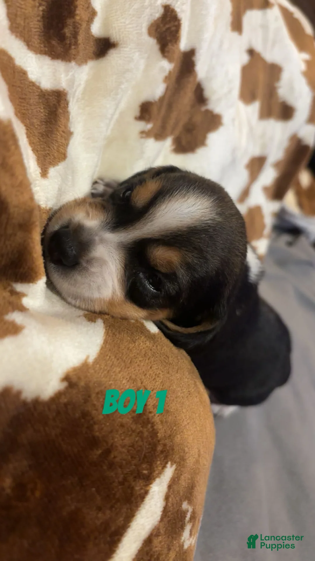 Beagle dogs for sale: Beagle 1 - Ad 1