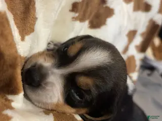 Beagle dogs Beagle 1 - Ad 36