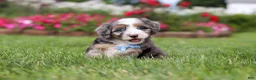 Mini Bernedoodle dogs for sale: Ollie - Ad 4