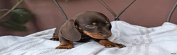 Miniature Dachshund dogs for sale: Xander - Ad 8