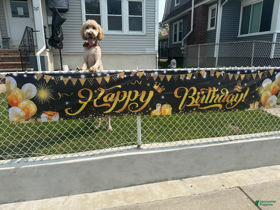 Goldendoodle dogs for sale: Goldendoodle Puppy 1 - Ad 2