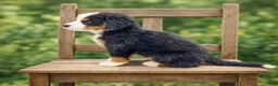 Bernese Mountain Dog dogs for sale: Johnny - Ad 3