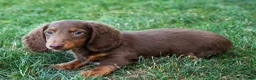 Miniature Dachshund dogs for sale: MARLEY - Ad 10