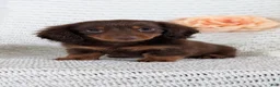 Miniature Dachshund dogs for sale: Zion - Ad 10