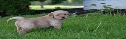 Golden Retriever dogs for sale: Ranger - Ad 4