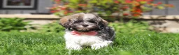 Havanese dogs for sale: Susie - Ad 6