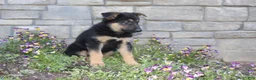 German Shepherd dogs for sale: Doc - Ad 3