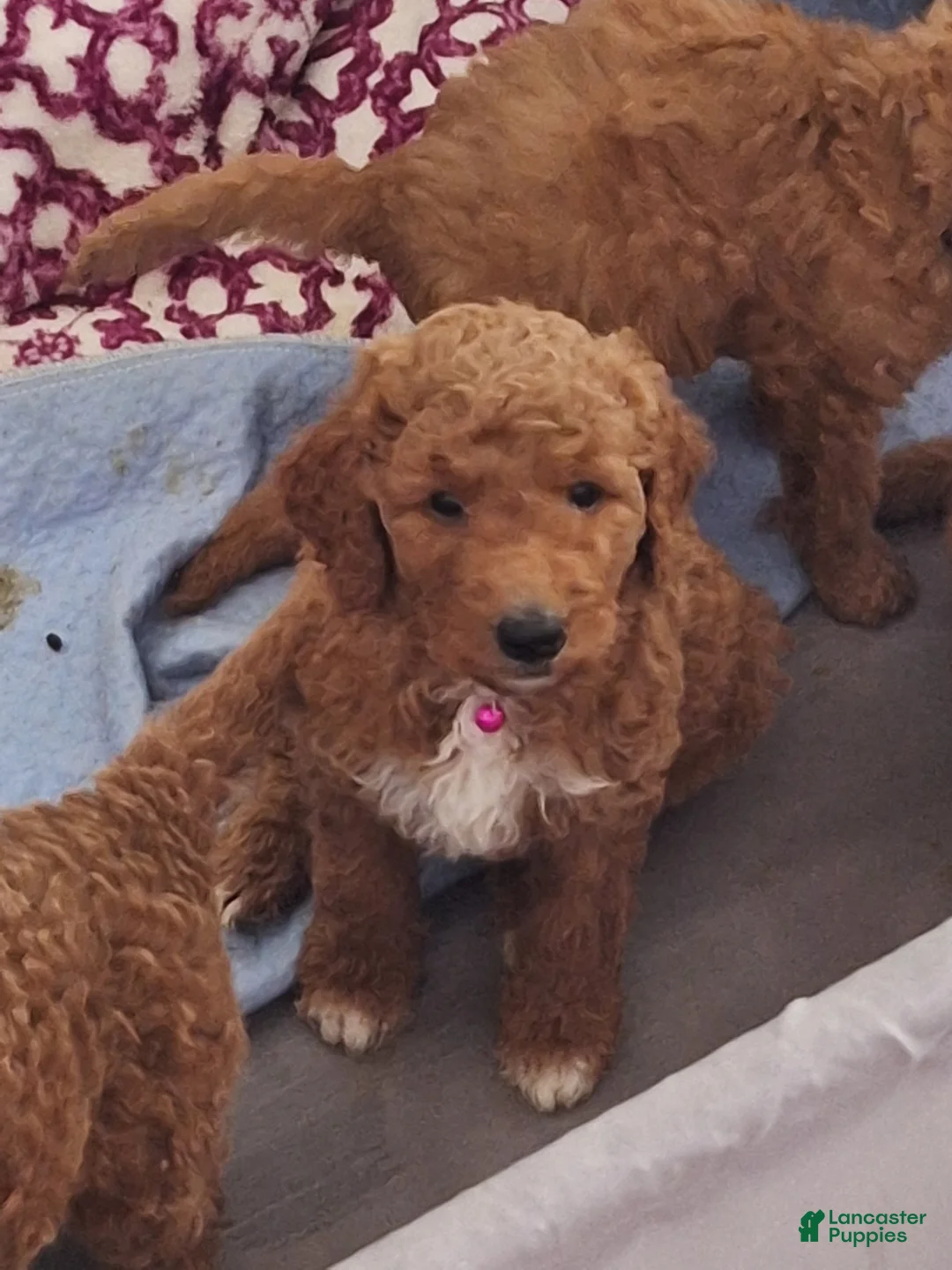Goldendoodle dogs for sale: Goldendoodle Puppy 2 - Ad 1