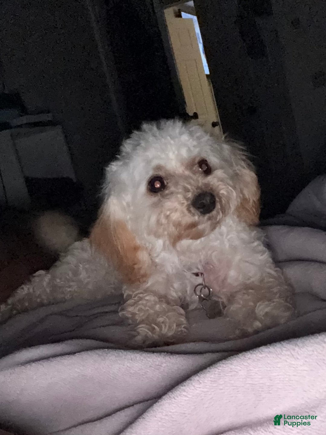 Havapoo dogs for sale: Havapoo Puppy 1 - Ad 1