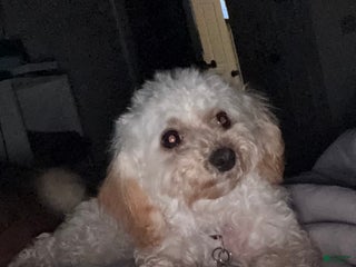 Havapoo dogs Havapoo Puppy 1 - Ad 27