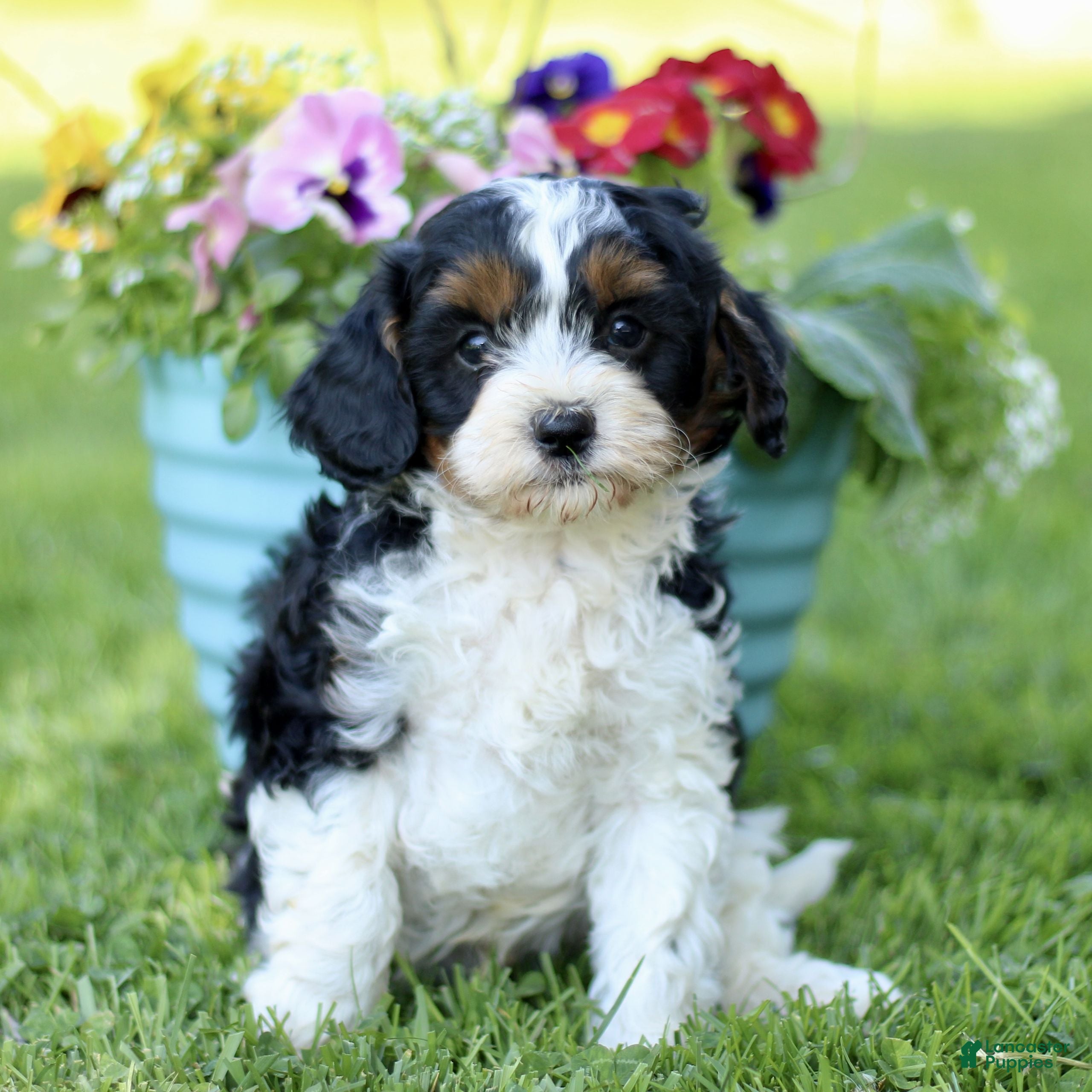 Cavapoo dogs for sale: Lavern  - Ad 1
