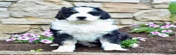 Bernedoodle dogs for sale: Mr. Sammy - Ad 3