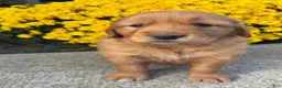Golden Retriever dogs for sale: Ryder  - Ad 6
