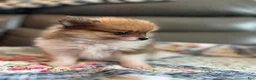 Pomeranian dogs for sale: Bella - Ad 6