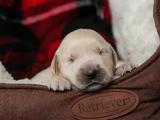 Golden Retriever dogs Flint - Ad 13