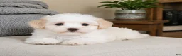 Maltipoo dogs for sale: Lily - Ad 8