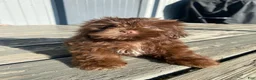 Shih Tzu dogs for sale: Tucker - Ad 3