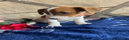 Jack Russell Terrier dogs for sale: Mona - Ad 3