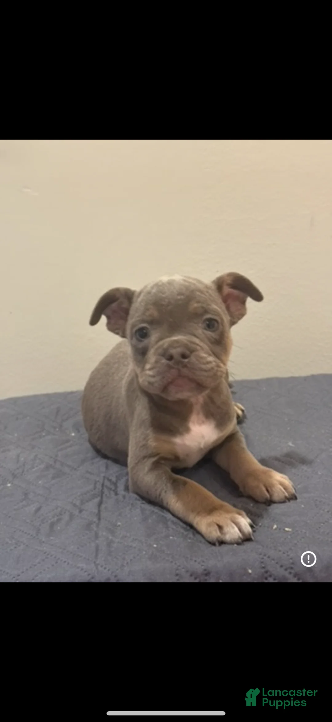 Mixed Breed dogs for sale: Mixed Breed Puppy 3 - Ad 2