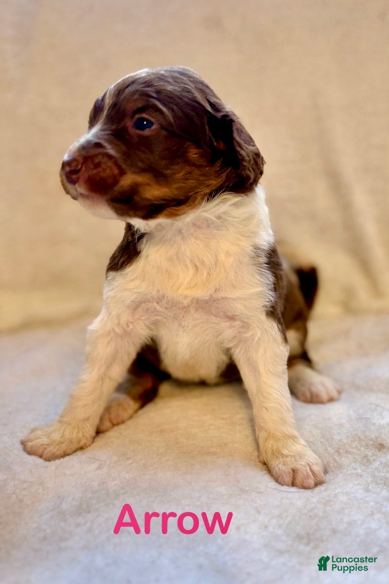 Aussiedoodle dogs Arrow - Ad 1