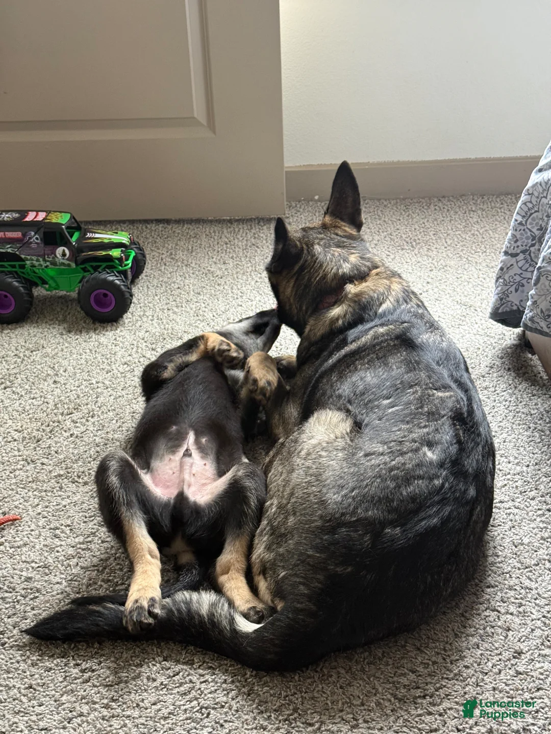 German Shepherd dogs for sale: German Shepherd Puppy 1 - Ad 3