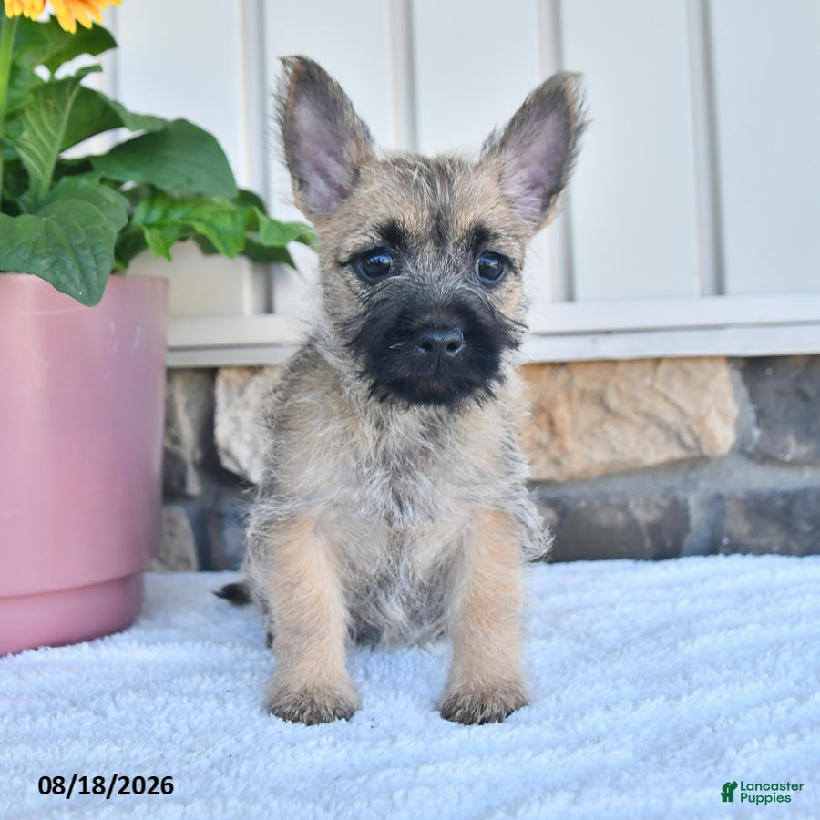 Cairn Terrier dogs Adriana - Ad 2