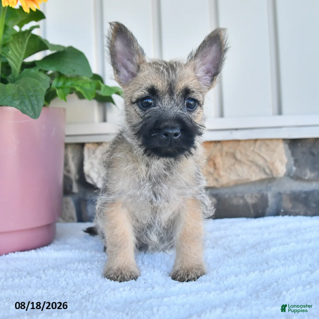 Cairn Terrier dogs for sale: Adriana - Ad 2