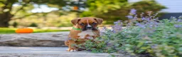 Boxer dogs for sale: Max - Ad 2