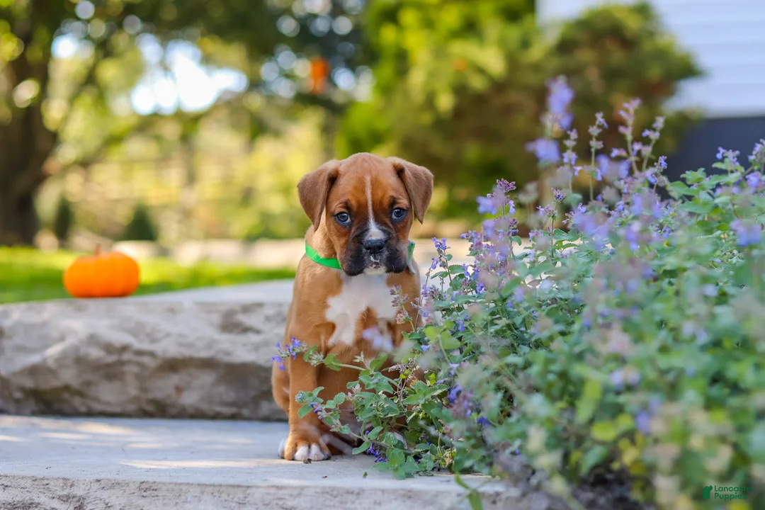Boxer dogs for sale: Max - Ad 2