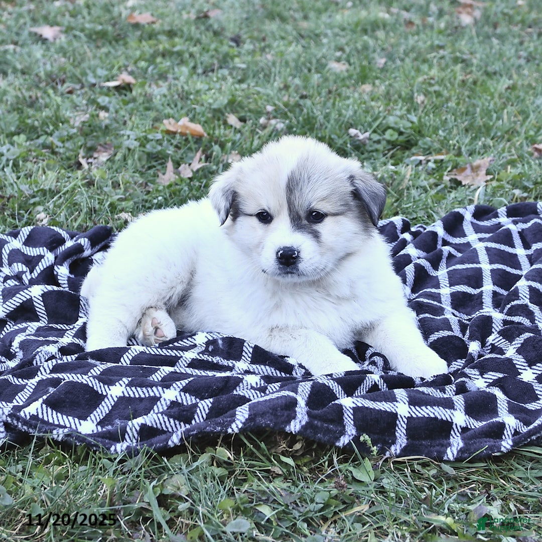 Great Pyrenees dogs for sale: Janie - Ad 8